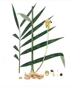 Zingiber officinale Ginger: Common,Cooking Stem, Canton